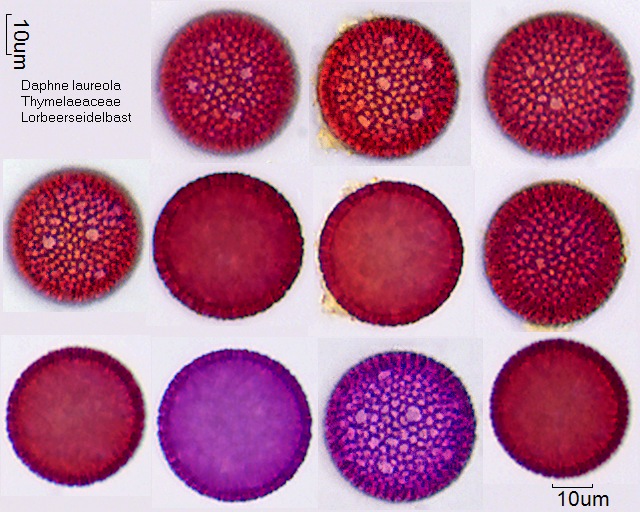 Pollen von Daphne laureola