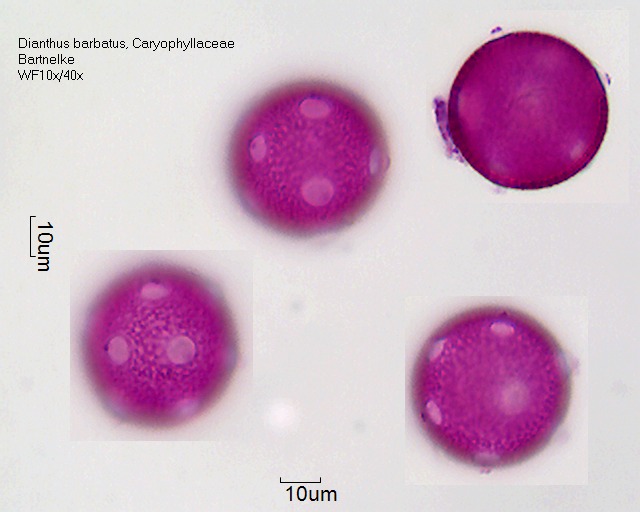 Pollen von Dianthus barbatus