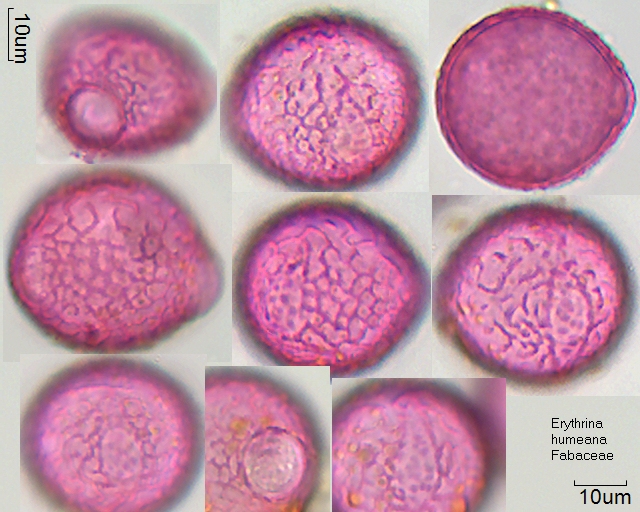 Pollen von Erythrina humeana