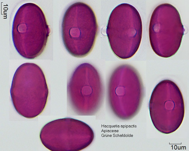 Pollen von Hacquetia epipactis