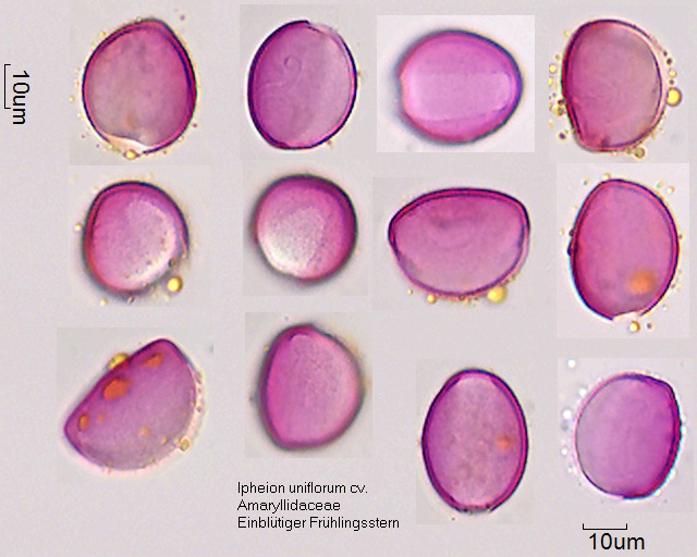 Pollen von Ipheion uniflorum