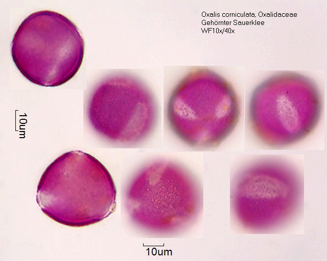 Pollen von Oxalis corniculata