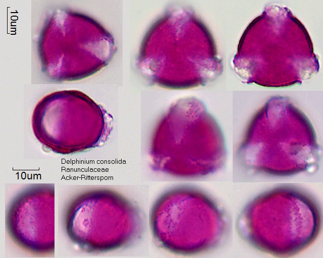 Pollen von Delphinium consolida