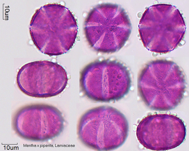 Pollen von Mentha x piperita, 21-050