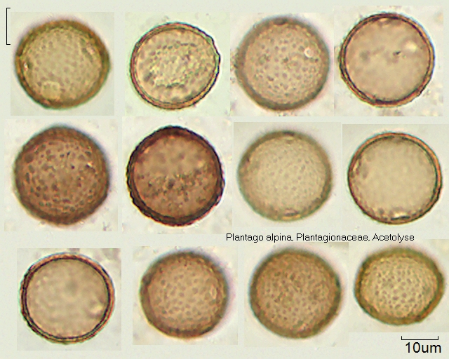Acetolysierter Pollen von Plantago alpina, A-033