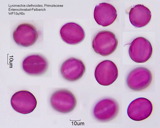 Pollen von Lysimachia clethroides