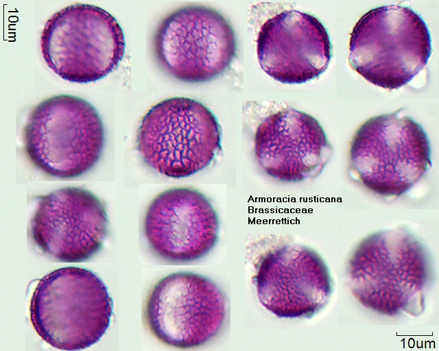 Pollen von Armoracia rusticana.jpg