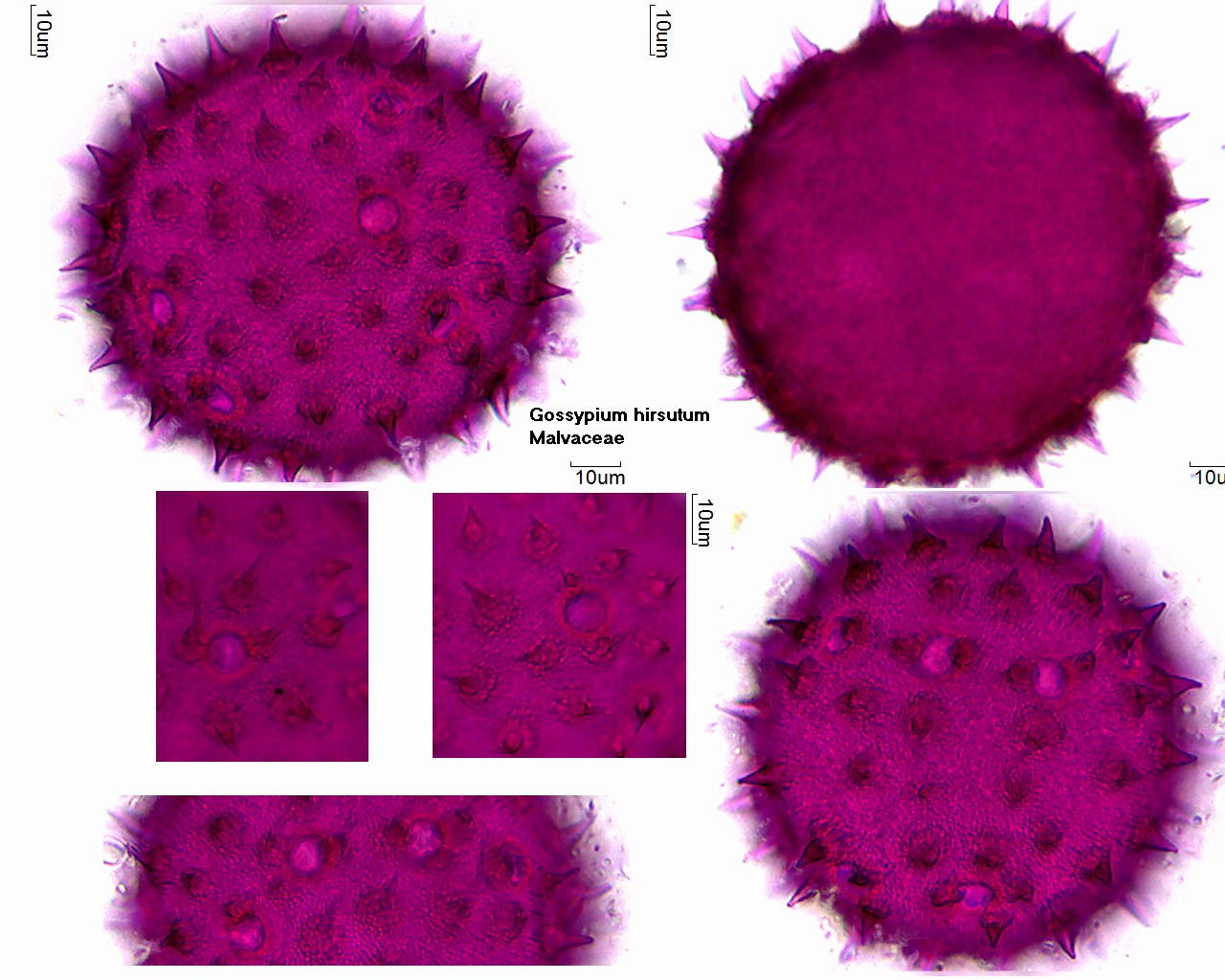 Pollen von Gossypium hirsutum