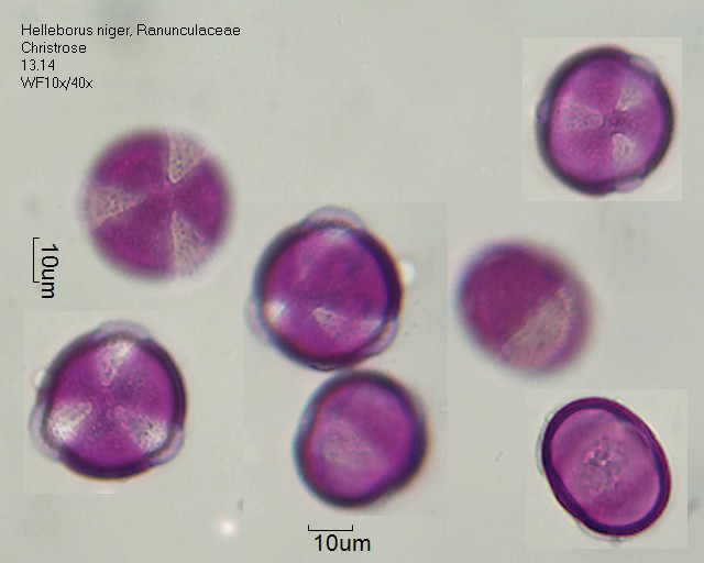 Pollen von Helleborus niger