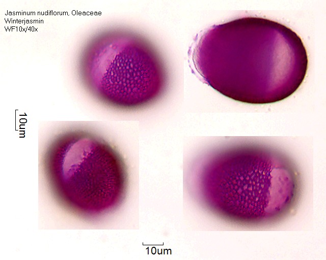 Pollen von Jasminum nudiflorum