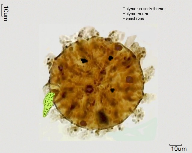 Pollen von Polymerus androthomasi