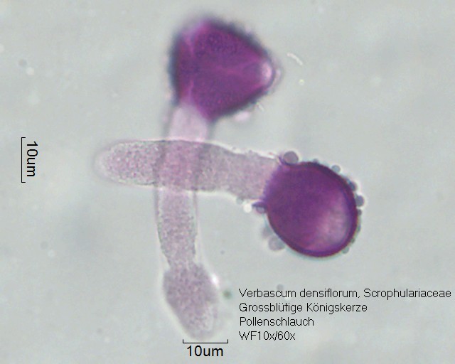 Datei:Verbascum densiflorum (3).jpg