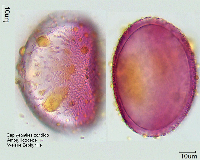 Pollen von Zephyranthes candida