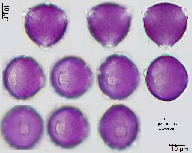Pollen von Ruta graveolens, 11 Jahre nach Herstellung des Präparates