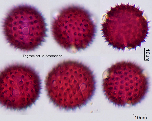 Pollen von Tagetes patula
