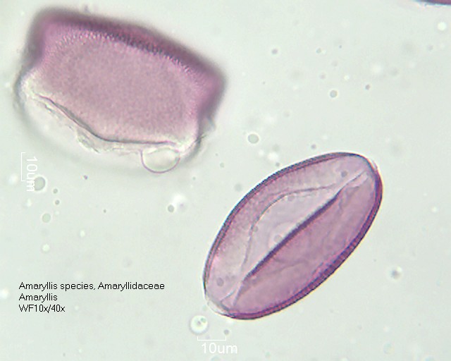 Pollen von Amaryllis species