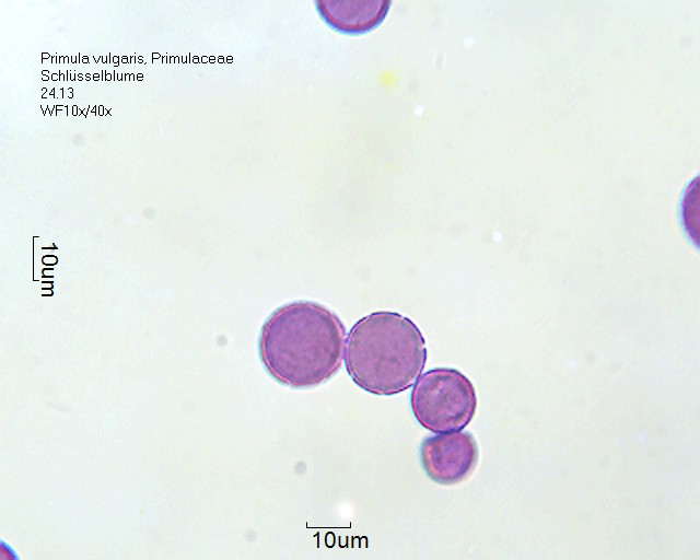 Datei:Primula vulgaris (1).jpg