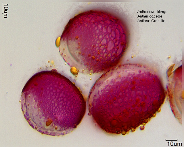 Pollen von Anthericum liliago