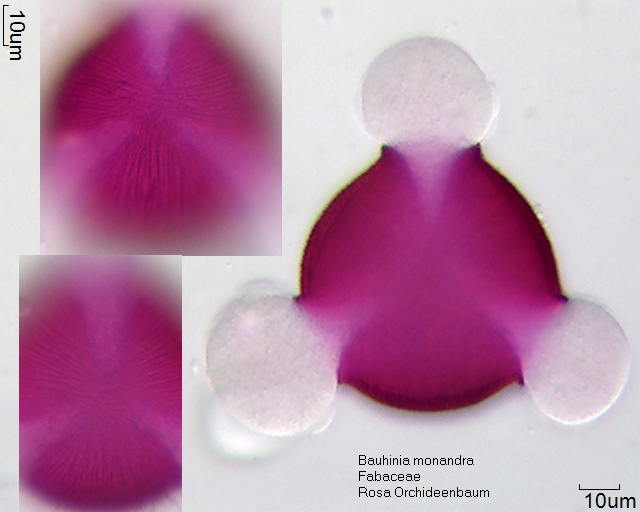 Bauhinia monandra (3).jpg