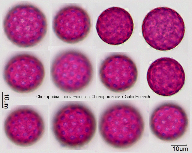 Pollen von Chenopodium bonus-henricus