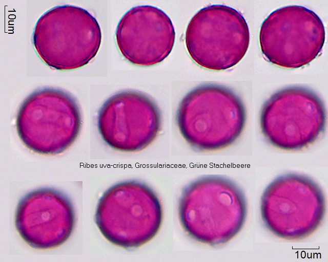 Pollen von Ribes uva-crispa