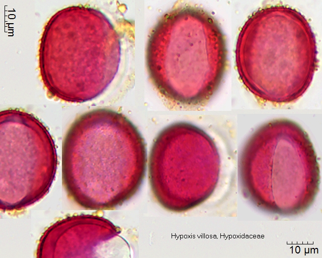 Pollen von Hypoxis villosa