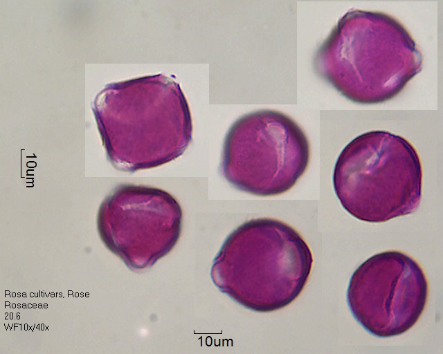 Pollen von Rosa cultivars