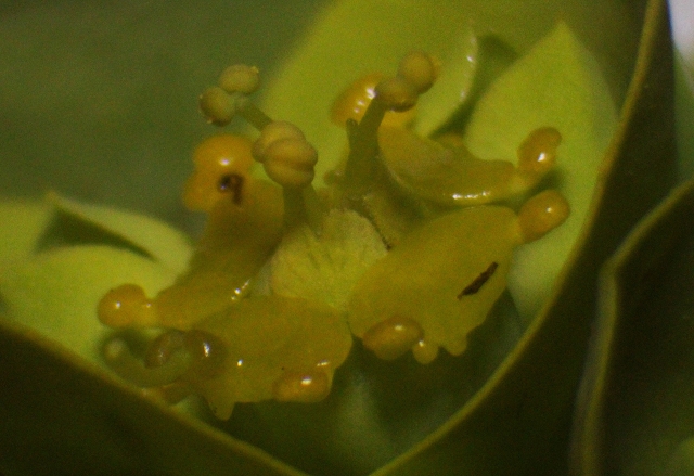Euphorbia Blütendetails2.JPG