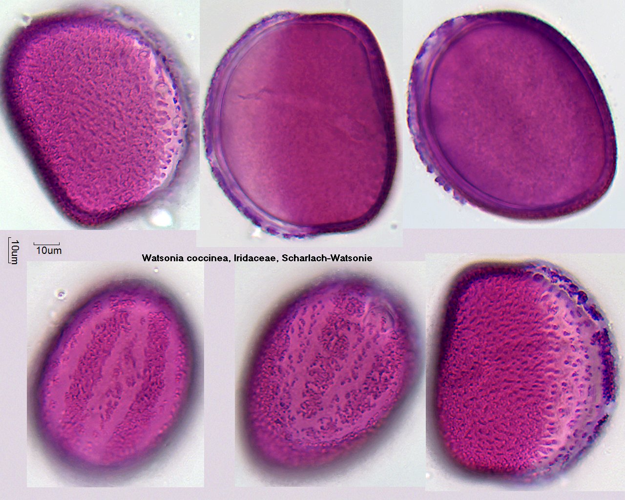 Pollen von Watsonia coccinea.jpg