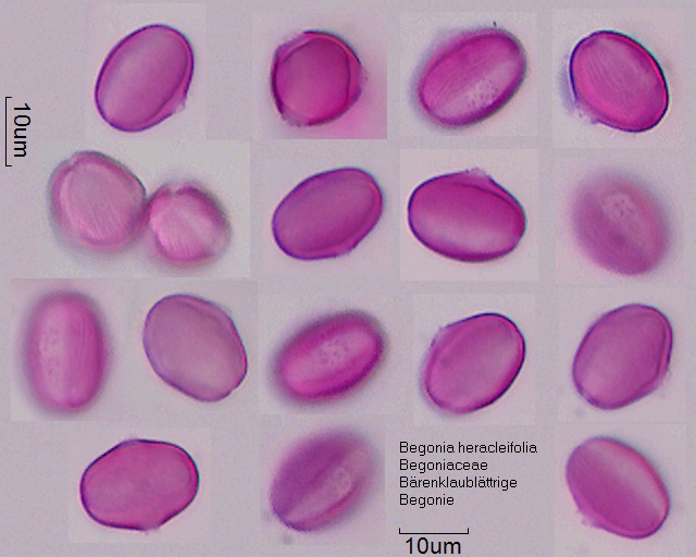 Pollen von Begonia heracleifolia