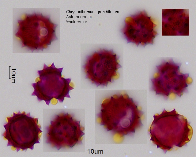 Pollen von Chrysanthemum grandiflorum