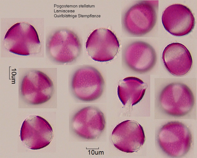 Pollen von Pogostemon stellatum