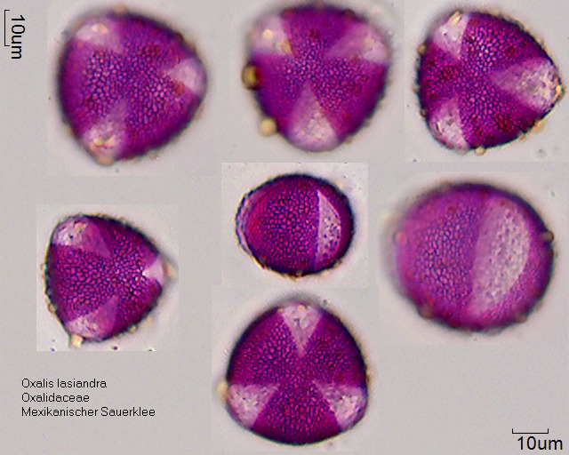 Pollen von Oxalis lasiandra