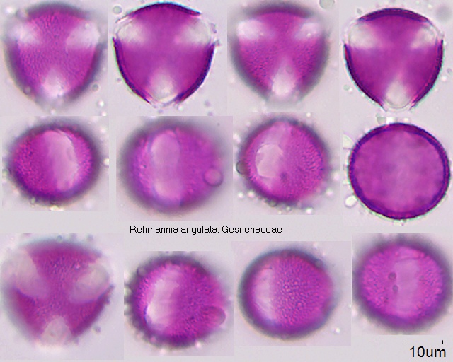 Pollen von Rehmannia angulata