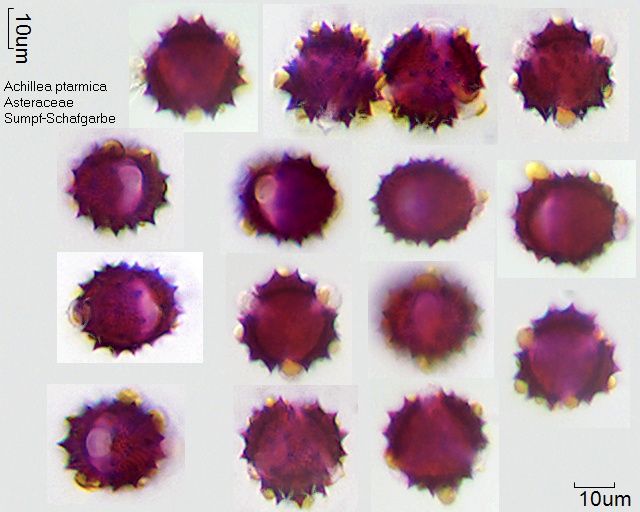 Pollen von Achillea ptarmica