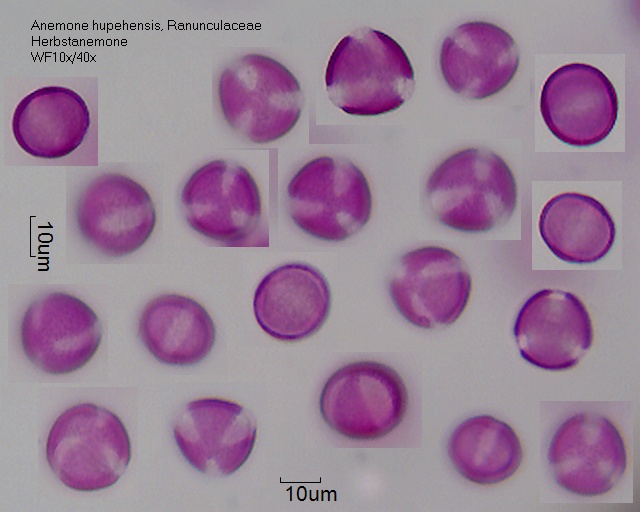 Pollen von Anemone hupehensis