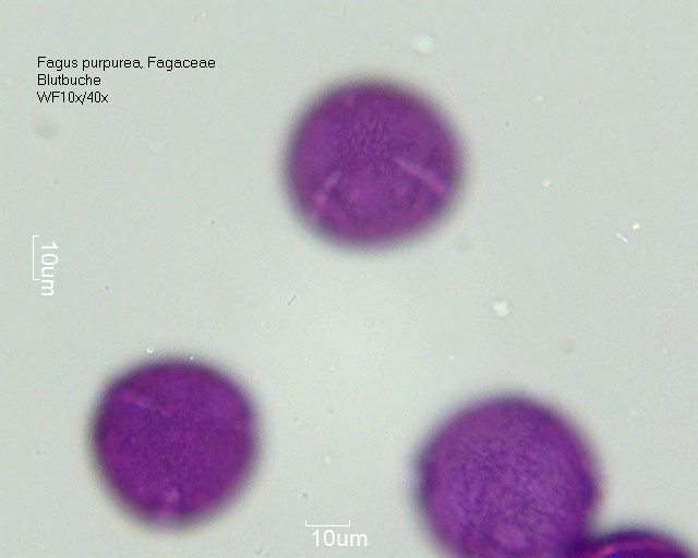 Pollen von Fagus purpurea