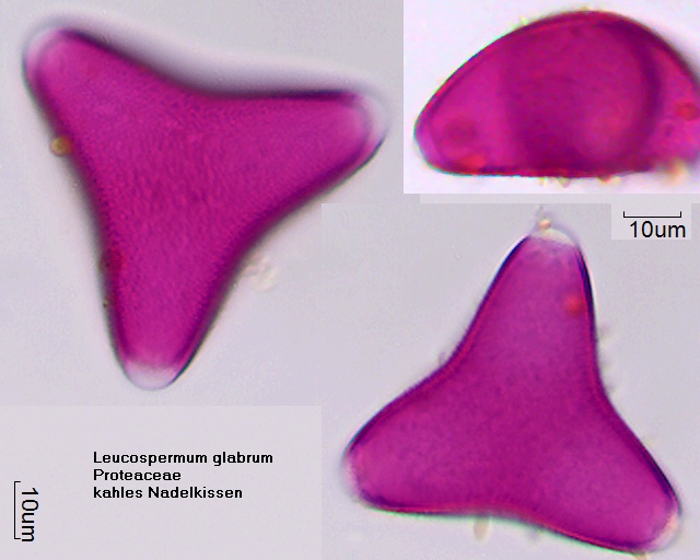 Datei:Leucospermum glabrum (1).jpg