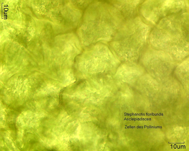 Zellen des Pollinariums von Stephanotis floribunda