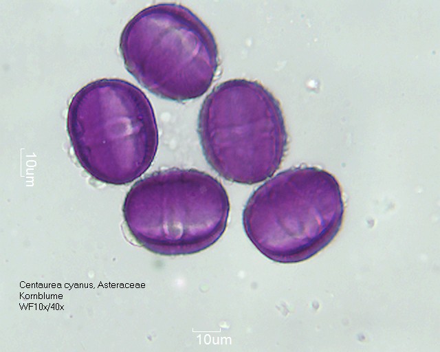 Pollen Centaurea cyanus