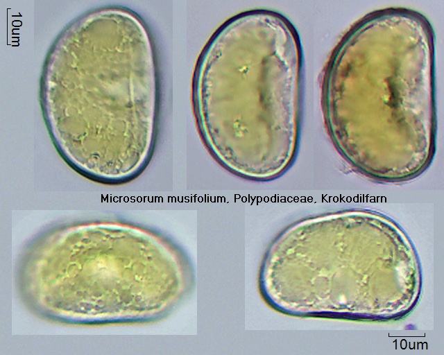Sporen von Microsorum musifolium