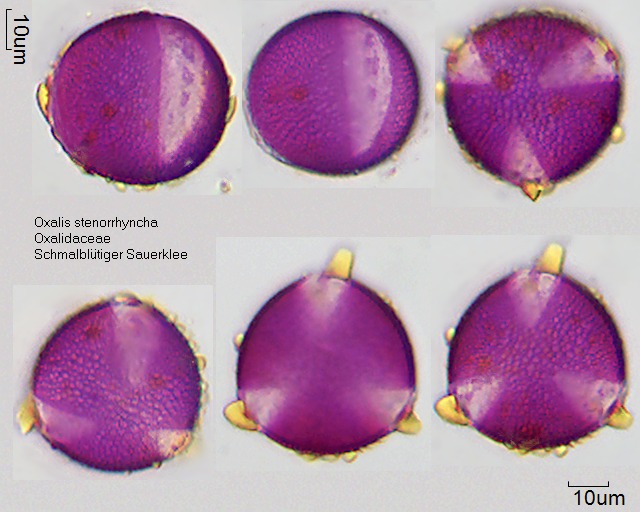 Pollen von Oxalis stenorrhyncha