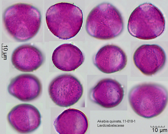 Pollen von Akebia quinata, 11-018-1