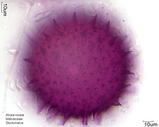 Pollen von Althaea rosea