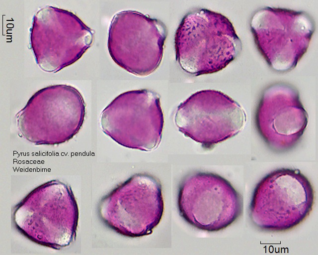 Pollen von Pyrus salicifolia