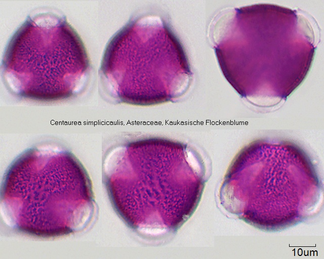 Pollen von Centaurea simplicicaulis