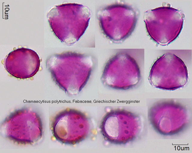 Pollen von Chamaecytisus polytrichus