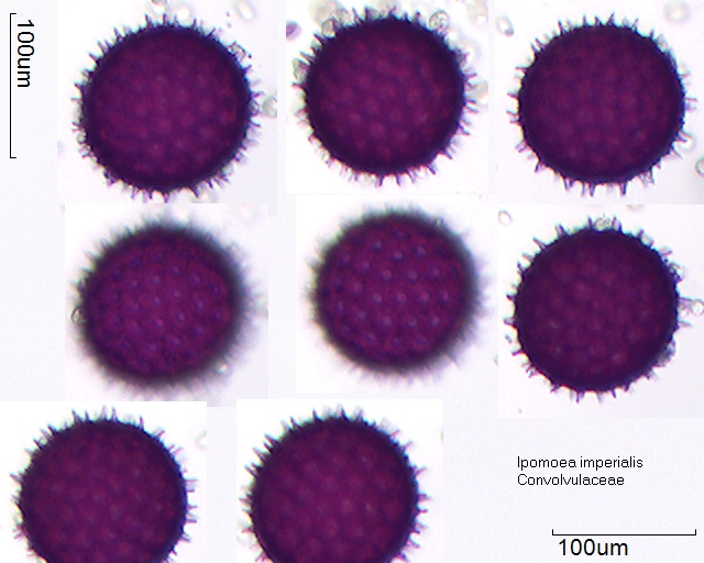 Pollen von Ipomoea imperialis