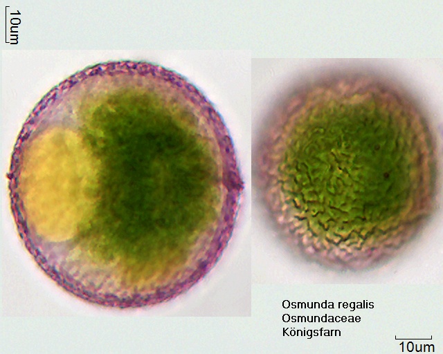 Pollen von Osmunda regalis.jpg