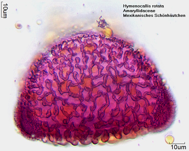 Datei:Hymenocallis rotata (5).jpg